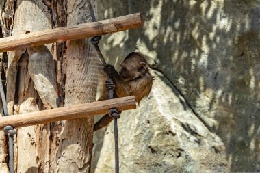 Oynak küçük maymunlar ağaçlara tırmanıyor