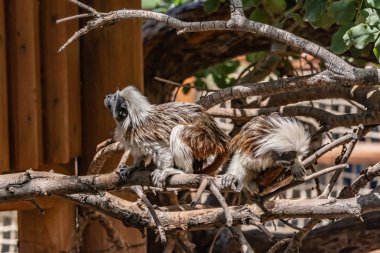 Oynak küçük maymunlar ağaçlara tırmanıyor