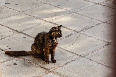 Evsiz kediler gölgede sıcaktan dinleniyor