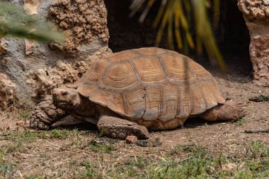 Dev kaplumbağa parlak güneşin tadını çıkarır