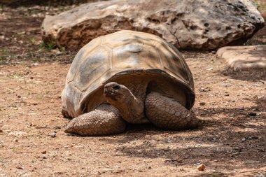 Dev kaplumbağa parlak güneşin tadını çıkarır