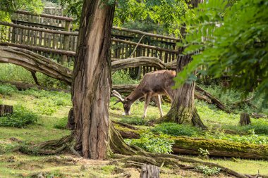 Genç bir geyik sulu ot yer..