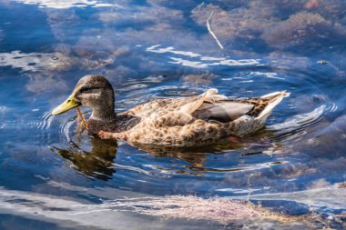 Soğuk göllerin dalgalarında yüzen yaban ördekleri