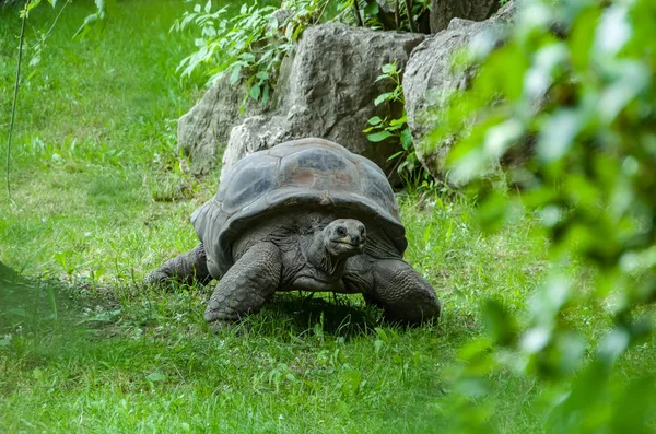 Giant tortoise eating grass in a meadow