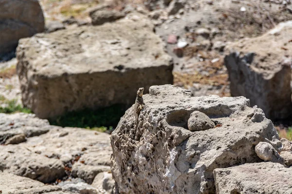 Agama - rápido, lagarto inofensivo obsalyutno — Fotografia de Stock