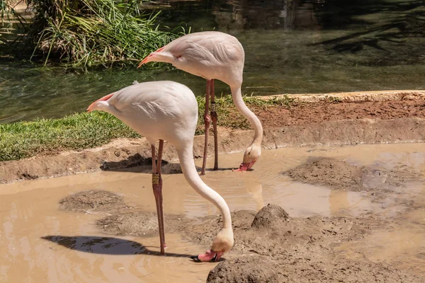 Flamencos rosados buscan comida en el estanque — Foto de Stock