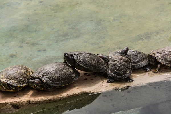 Water turtles rest and bask in the sun