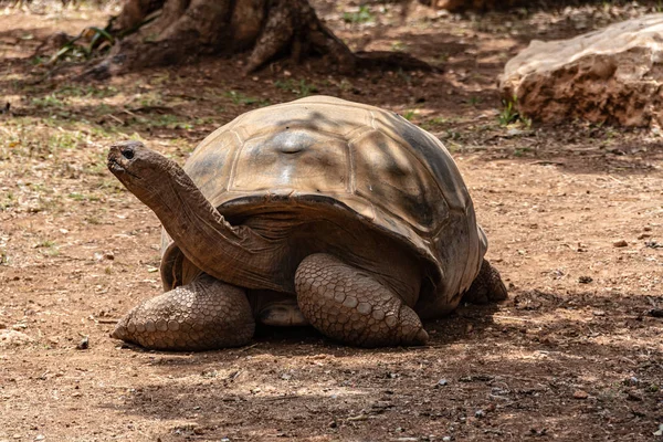 Reuzenschildpad koesteren in de felle zon — Stockfoto