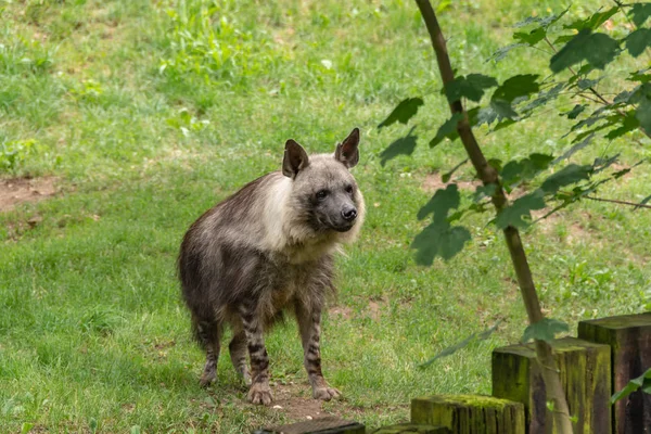 Hyena on vaarallinen, varovainen, saalistava peto. . — kuvapankkivalokuva