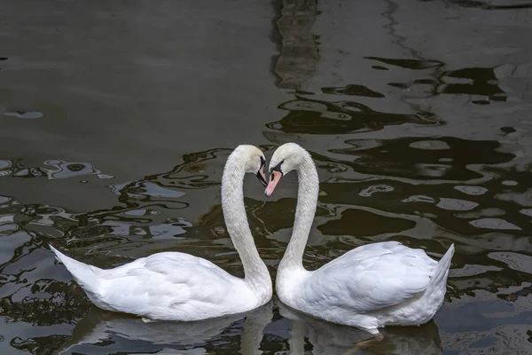 Танец белых лебедей, танец любви — стоковое фото
