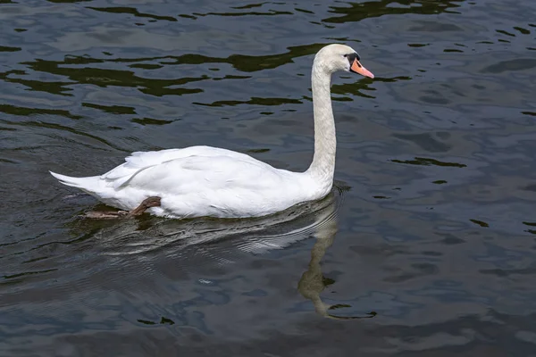 Cisne blanco solitario en busca de una novia — Foto de Stock