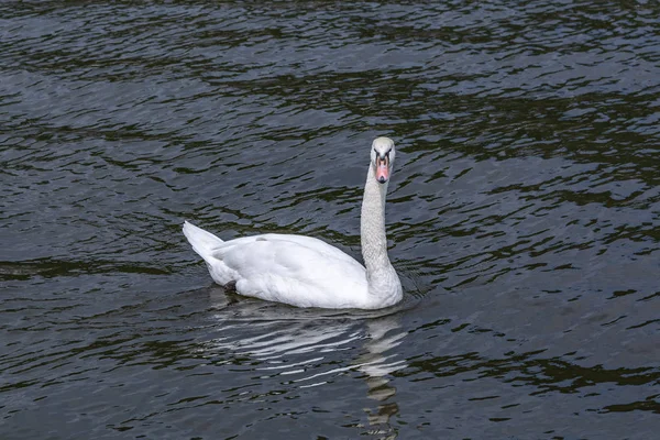 Cisne blanco solitario en busca de una novia — Foto de Stock