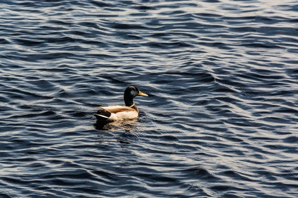 Patos selvagens nadando nas ondas de lagos frios — Fotografia de Stock
