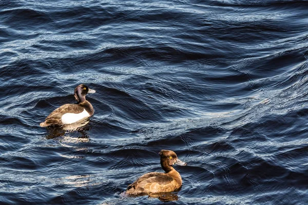 Patos selvagens nadando nas ondas de lagos frios — Fotografia de Stock