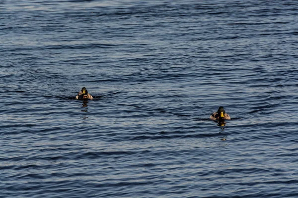 Soğuk göllerin dalgalarında yüzen yaban ördekleri