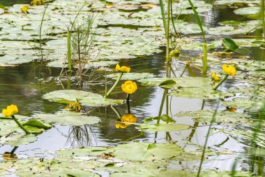 Su yüzeyinde ki sarı nilüferler