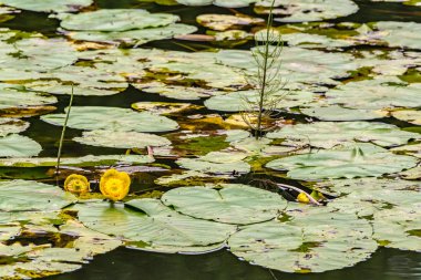Su yüzeyinde ki sarı nilüferler