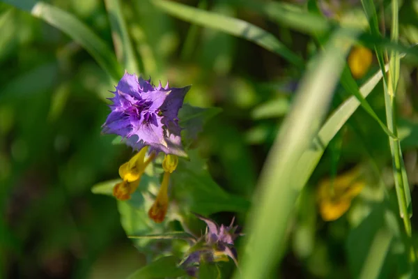 Très petite fleur violet vif parmi l'herbe verte . — Photo