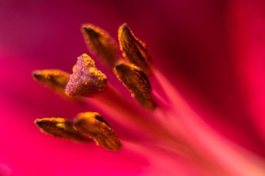 Pistil ve stamens pembe zambak yaprakları bir arka plan üzerinde