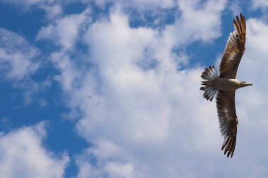 Mavi gökyüzünde martı