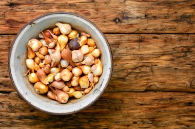 Çiçek Lale soğanı metal bir kase içinde dizi