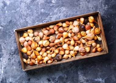 Çiçek Lale soğanı ahşap kutusunda kümesi