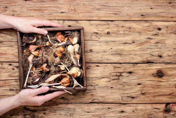 Mani Del Contadino Con Una Scatola Bulbi Piante Piantare — Foto Stock