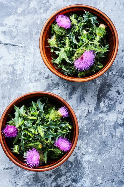 Wilde Heilkräuter Distel Mortar Herbal Medicine Onopordum Thistle Natural Pflanzliche — Stockfoto