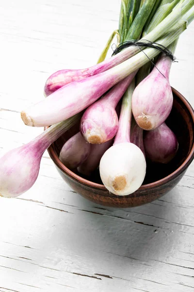 Frühjahrsernte Der Frischen Zwiebel Grüne Zwiebel Zwiebeln Zum Kochen — Stockfoto