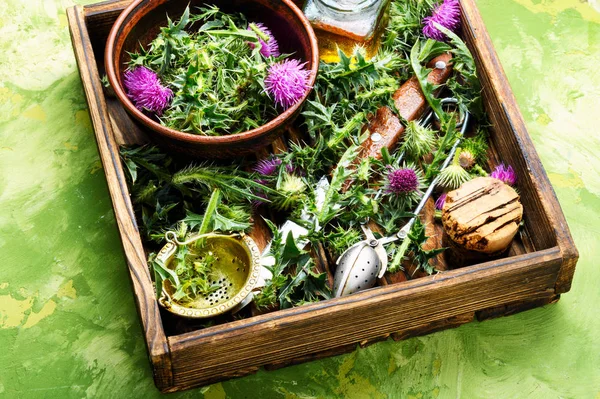 Vilda Helande Örter Tistel Mortel Örtmedicin Onopordum Thistle Natural Örtmedicin — Stockfoto