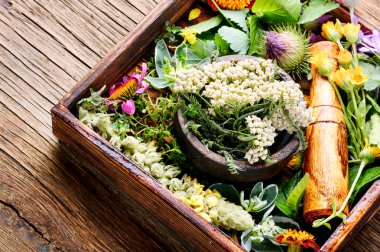 Çeşitli ham tıbbi bitkiler ve çiçekler. Alternatif Tıp kavramı. Çeşitli tıbbi tedavi edici otlar