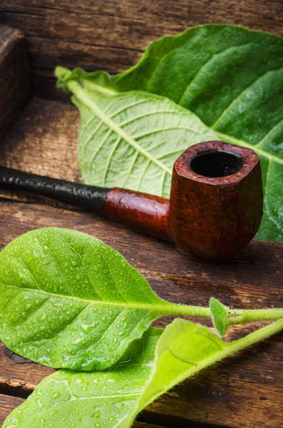Şık Yasaktır Boru Olgun Tütün Yaprağı — Stok fotoğraf