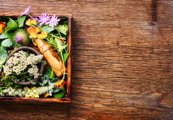 Çeşitli ham tıbbi bitkiler ve çiçekler. Alternatif Tıp kavramı. Bitkisel ilaç