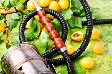 Nargile sigara aroma kayısı ile için. Kayısı shisha