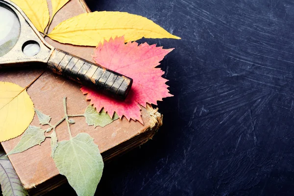 Herbáře Podzimního Listí Zvětšovací Sklo — Stock fotografie