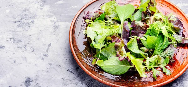 把新鲜的叶子拌在排毒沙拉上 绿色沙拉 干净的吃 绿色食品 — 图库照片