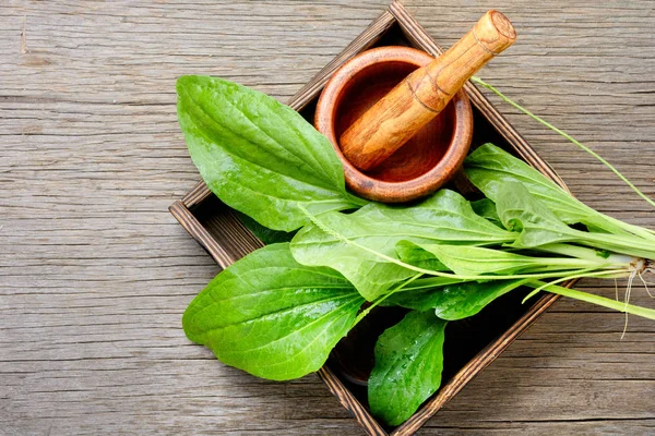 Blad Större Groblad Låda Med Mortel — Stockfoto