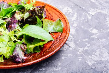 Karışık yeşillik ile taze salata tabağı. Yeşil salata. Temiz yemek