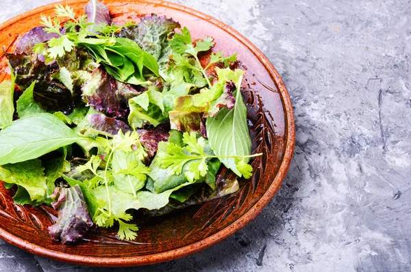 Mélanger Les Feuilles Fraîches Pour Salade Désintoxique Salade Verte Concept — Photo