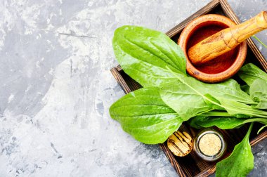Harcı ve karışımı bir kutu içinde büyük muz yaprağı. Dar yapraklı sinirli ot