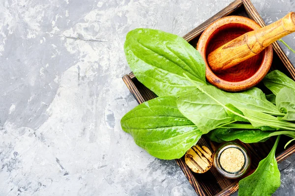 Feuille Plantain Grand Dans Une Boîte Avec Mortier Mélange Plantago — Photo