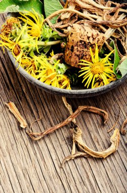 Medicinal raw materials from roots and rhizomes of inula.Herbs medicine flowers clipart