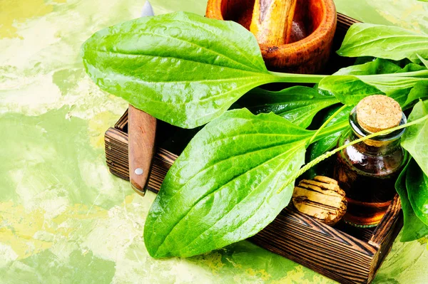 Hoja Plátano Mayor Caja Con Mortero Mezcla Plantago Lanceolata — Foto de Stock