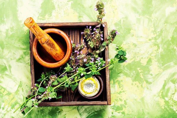 Kotovnik Nepeta Género Plantas Herbáceas Familia — Foto de Stock