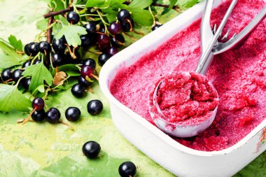 Yaz dondurma siyah frenk üzümü uzuvlar. Berry sorbe