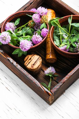 Yonca veya trefoil çiçek şifalı otlar. Şifalı otlar