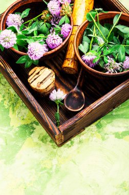 Yonca veya trefoil çiçek şifalı otlar. Şifalı otlar