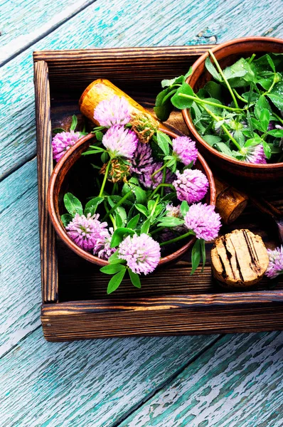 Clover Trefoil Flower Medicinal Herbs Healing Herbs — Stock Photo, Image