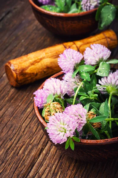 Τριφύλλι Τριφυλλιού Λουλούδι Φαρμακευτικά Βότανα Θεραπευτικά Βότανα — Φωτογραφία Αρχείου