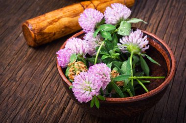Yonca veya trefoil çiçek şifalı otlar. Şifalı otlar